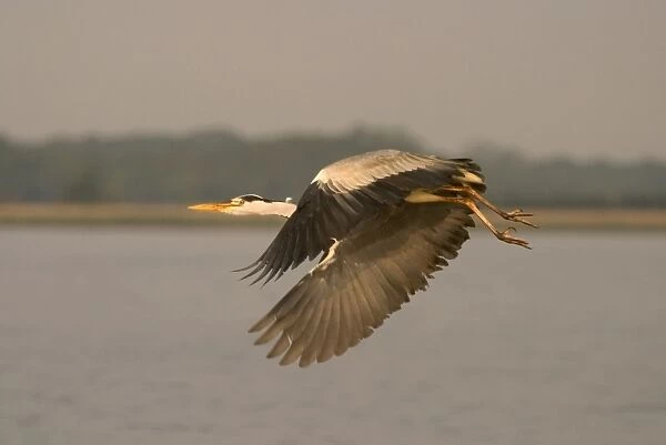 Grey Heron In Flight Hickling Broad Norfolk UK