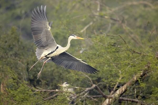 Grey Heron - in flight - Keoladeo Ghana National Park - Bharatpur - Rajasthan - India BI017929
