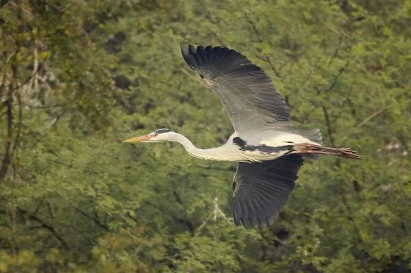 Grey Heron - in flight - Keoladeo Ghana National Park - Bharatpur - Rajasthan - India BI017930