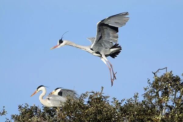 Grey Heron - in flight, about to land at nest, Alentejo region, Portugal