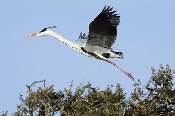 Grey Heron - in flight, about to land at nest, Alentejo region, Portugal