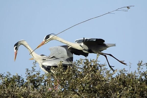 Grey Heron - in flight, about to land at nest with nest material, being greeted by partner, Alentejo region, Portugal