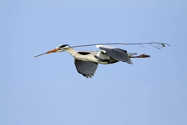 Grey Heron - in flight, about to land at nest with nest material, Alentejo region, Portugal