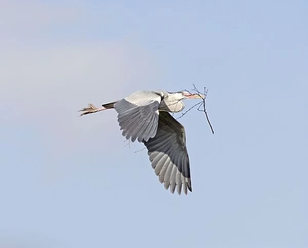 Grey Heron - in flight with nest material - Hertfordshire - UK 006956
