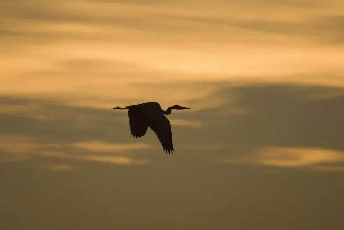 Framed Print : Grey Heron - in flight at sunset Norfolk UK Framed Print : Grey Heron - in flight at sunset Norfolk UK