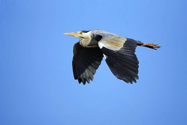 Grey Heron - in flight, Texel, Holland