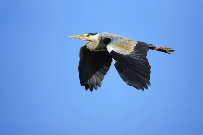 Framed Print : Grey Heron - in flight, Texel, Holland Framed Print : Grey Heron - in flight, Texel, Holland