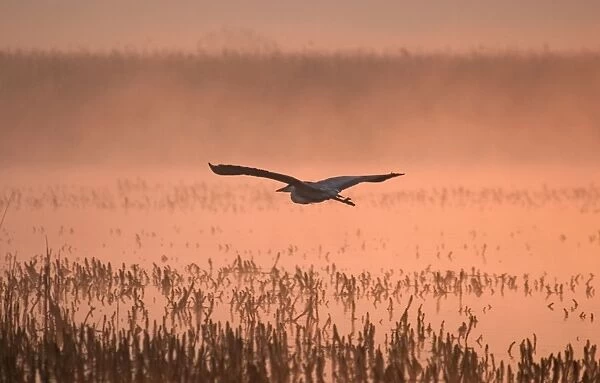 Grey Heron Flying in Misty Sunrise Hickling Broad Norfolk UK