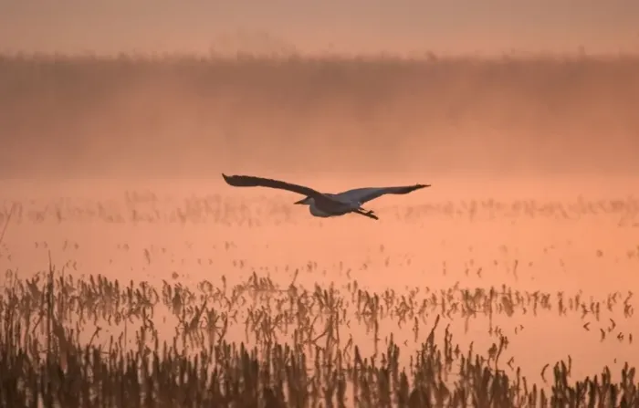 Framed Print : Grey Heron Flying in Misty Sunrise Hickling Broad Norfolk UK Framed Print : Grey Heron Flying in Misty Sunrise Hickling Broad Norfolk UK