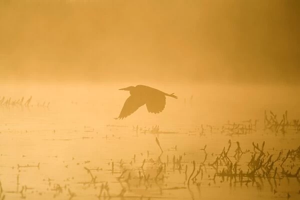 Grey Heron Flying over water in misty sunrise Hickling Broad Norfolk UK