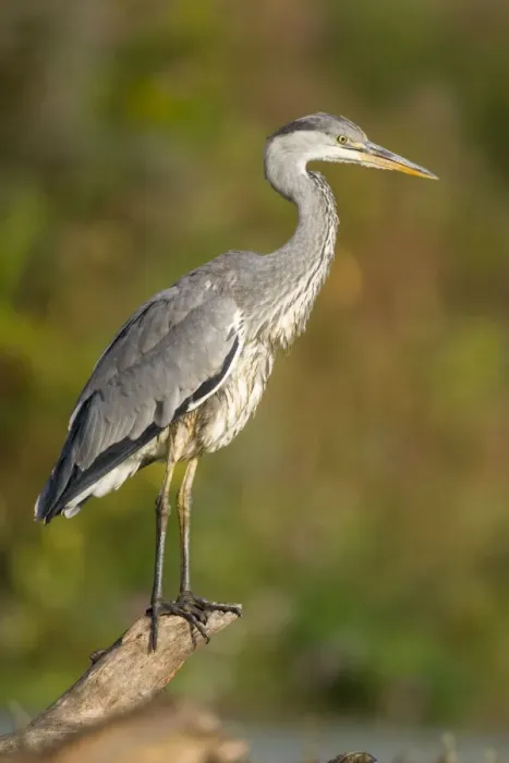 Framed Print : Grey Heron Immature bird perched on floating log. Cleveland. UK Framed Print : Grey Heron Immature bird perched on floating log. Cleveland. UK