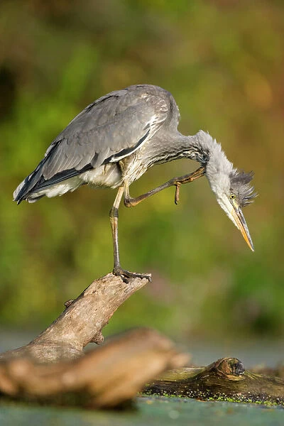 Grey Heron - Immature bird perched on floating log, preening