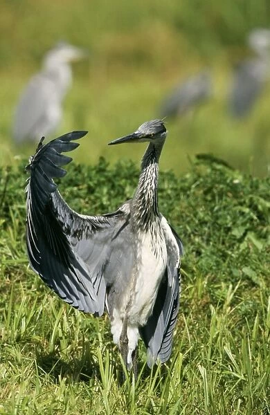 Grey Heron Immature, wing out