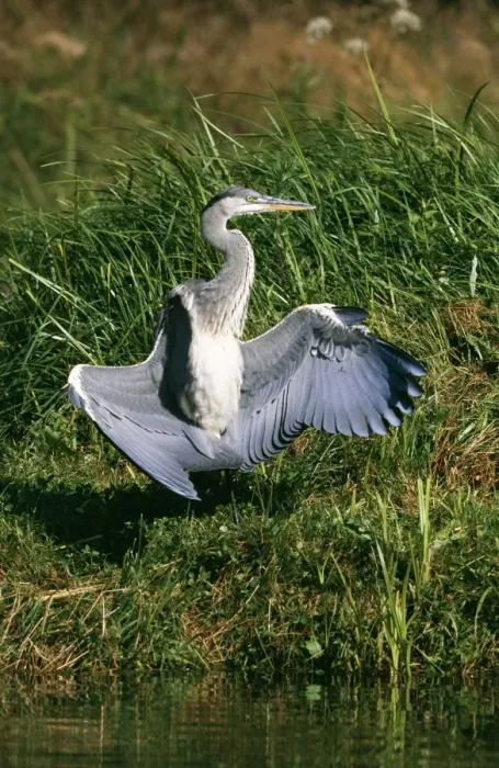 Framed Print : Grey Heron Immature, wings out Framed Print : Grey Heron Immature, wings out