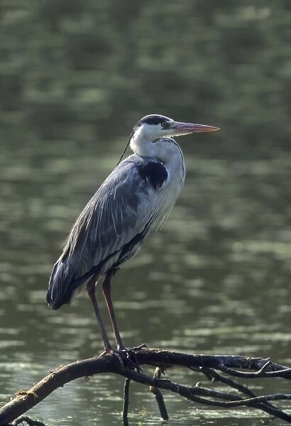 Grey Heron - Keoladeo National Park, India