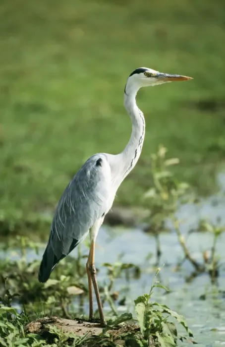 Framed Print : Grey Heron Lake Naivasha, Kenya Framed Print : Grey Heron Lake Naivasha, Kenya