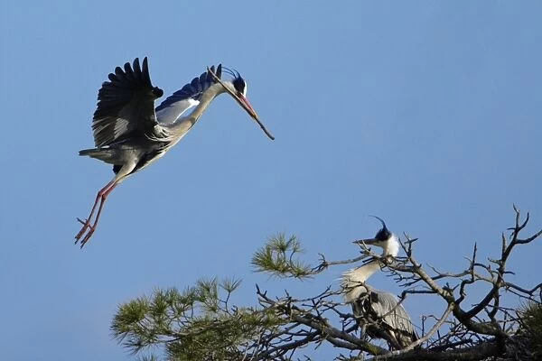 Grey Heron - landing at nesting colony, with nest material in beak, Alentejo, Portugal