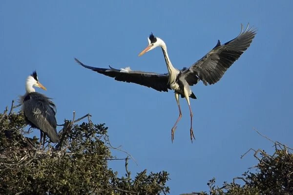 Grey Heron - landing at nesting colony in tree, Alentejo, Portugal