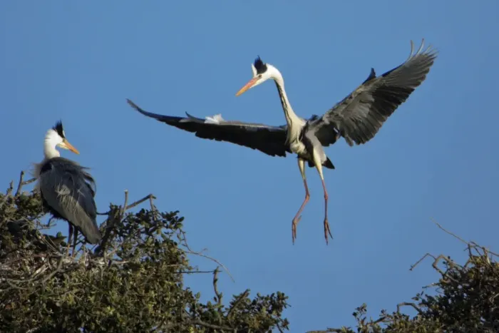 Framed Print : Grey Heron - landing at nesting colony in tree, Alentejo, Portugal Framed Print : Grey Heron - landing at nesting colony in tree, Alentejo, Portugal