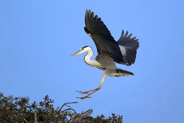 Grey Heron - landing on tree, Alentejo, Portugal