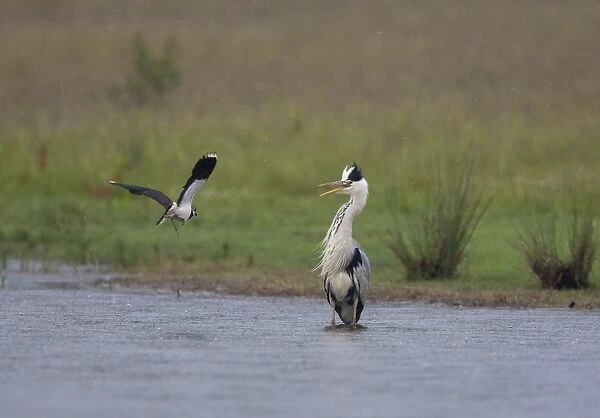 Grey Heron - Lapwing attacking Heron to drive it away from it's chick - June - Breckland - Norfolk - UK