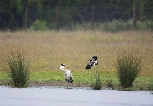 Grey Heron - Lapwing attacking Heron to drive it away from it's chick. June, Breckland, Norfolk, U. K