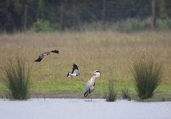 Grey Heron - Lapwings attacking Heron to drive it away from it's chick. June, Breckland, Norfolk, U. K