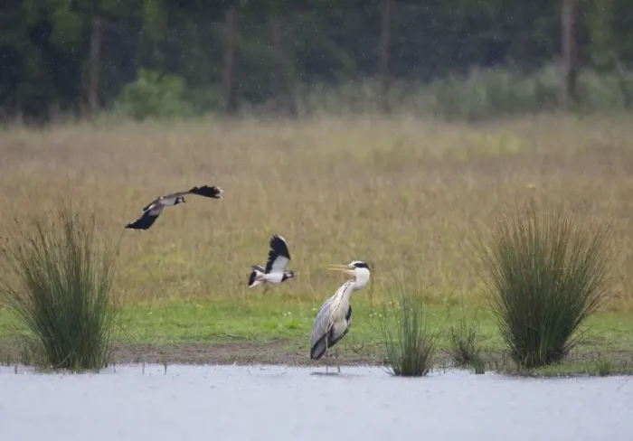 Framed Print : Grey Heron - Lapwings attacking Heron to drive it away from it's chick. June, Breckland, Norfolk, U. K Framed Print : Grey Heron - Lapwings attacking Heron to drive it away from it's chick. June, Breckland, Norfolk, U. K
