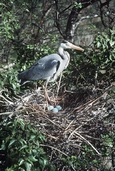 Grey Heron On nest + eggs x 3