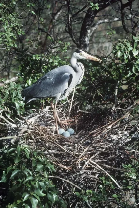 Framed Print : Grey Heron On nest + eggs x 3 Framed Print : Grey Heron On nest + eggs x 3