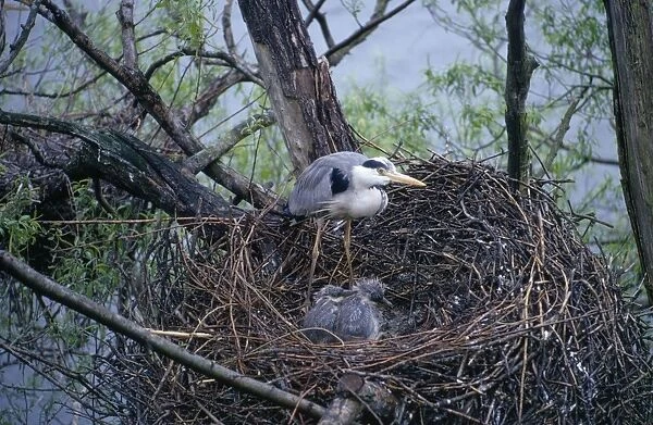 Grey Heron - at nest with young