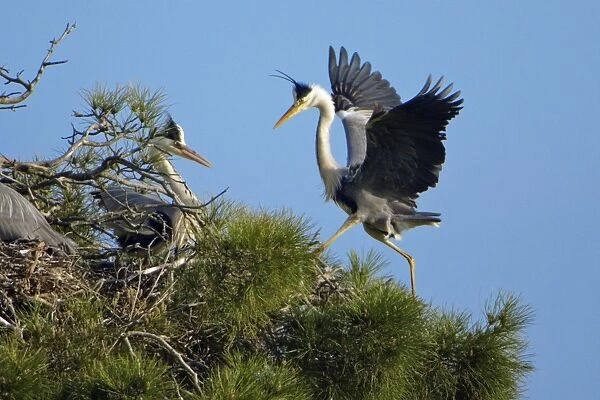 Grey Heron - pair displaying at nest, Alentejo, Portugal