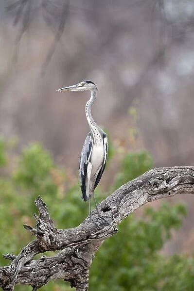 Grey Heron - perched in tree - Chobe River - Botswana