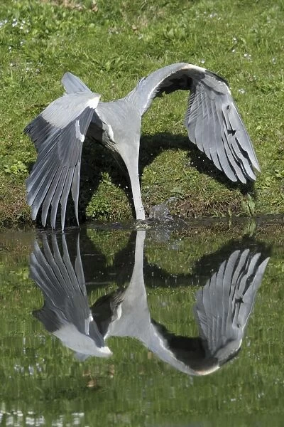 Grey Heron - plunging after fish in lake - Hessen - Germany