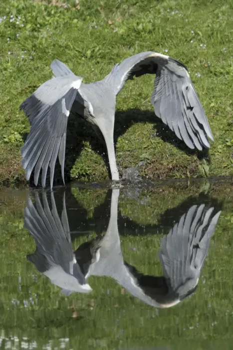 Framed Print : Grey Heron - plunging after fish in lake - Hessen - Germany Framed Print : Grey Heron - plunging after fish in lake - Hessen - Germany