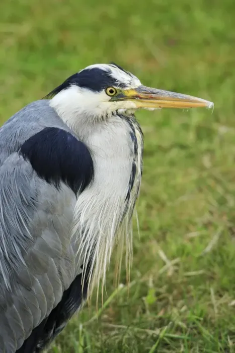 Framed Print : Grey Heron - portrait of resting bird, Texel, Holland Framed Print : Grey Heron - portrait of resting bird, Texel, Holland
