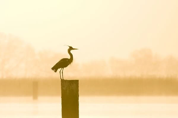 Grey Heron - on post at sunrise - Hickling Broad - Norfolk - UK