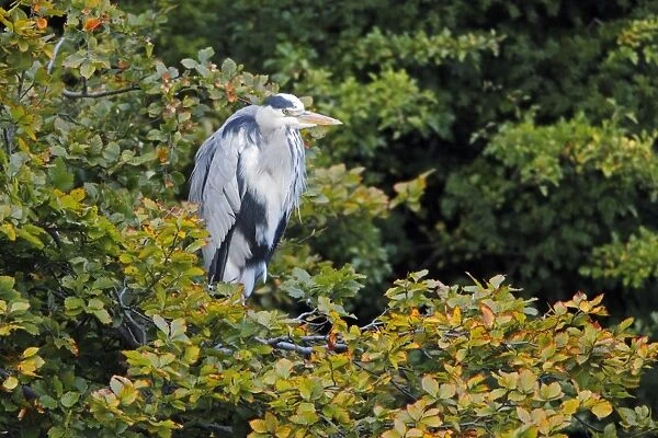 Grey Heron - resting in Beech tree - (Fagus sylvatica) - Northumberland - England