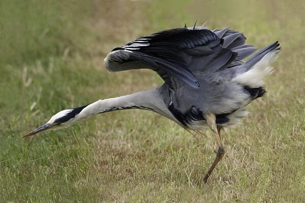 Grey Heron-shaking itself after preening, on meadow, Isle of Texel, Holland