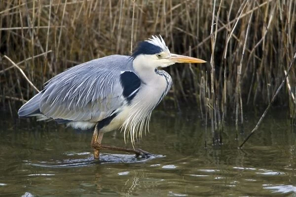 Grey Heron - stalking prey in canal isle of Texel, Holland