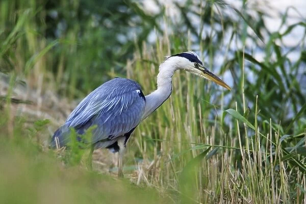 Grey Heron - stalking prey at canal side, Texel, Holland
