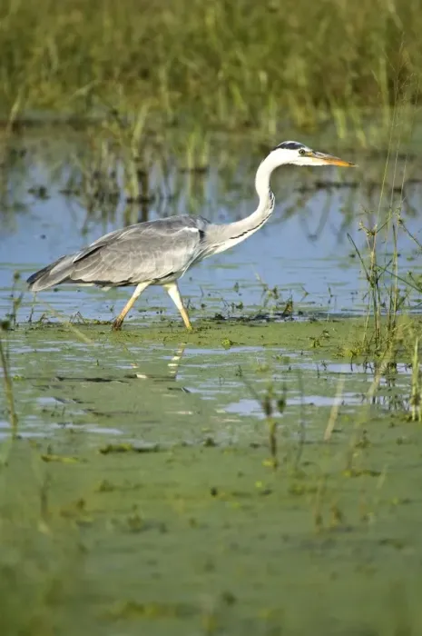 Framed Print : Grey Heron - Stalking prey - Okavango Delta - Botswana Framed Print : Grey Heron - Stalking prey - Okavango Delta - Botswana
