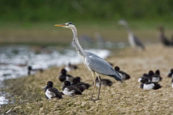 Grey Heron - standing on stone bank with Tufty Duck in background - July - Rutland Water - Rutland - UK