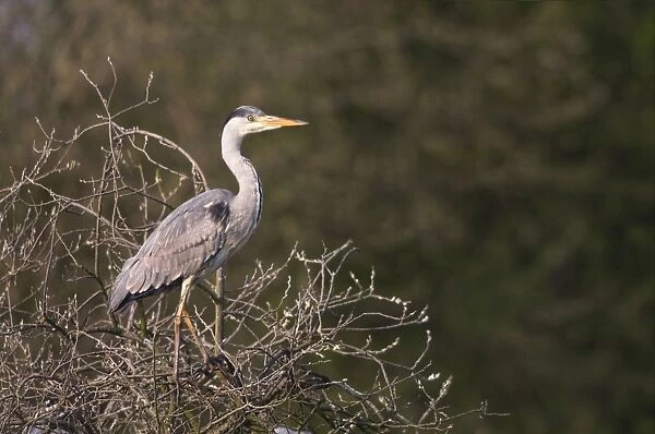 Grey Heron - standing in tree in late evening light - Cannock - Staffordshire - England