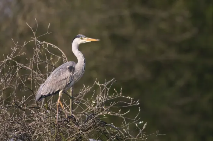 Framed Print : Grey Heron - standing in tree in late evening light - Cannock - Staffordshire - England Framed Print : Grey Heron - standing in tree in late evening light - Cannock - Staffordshire - England