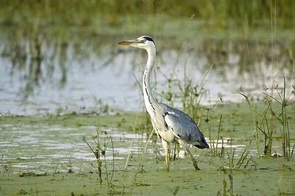 Grey Heron - Standing in water - Okavango Delta - Botswana
