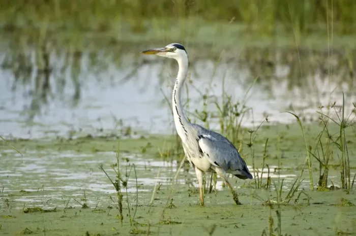Framed Print : Grey Heron - Standing in water - Okavango Delta - Botswana Framed Print : Grey Heron - Standing in water - Okavango Delta - Botswana