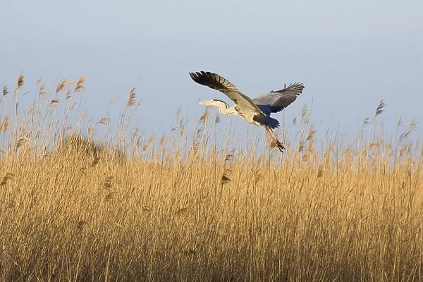 Grey Heron Taking flight over reedbeds Hickling Broad Norfolk UK