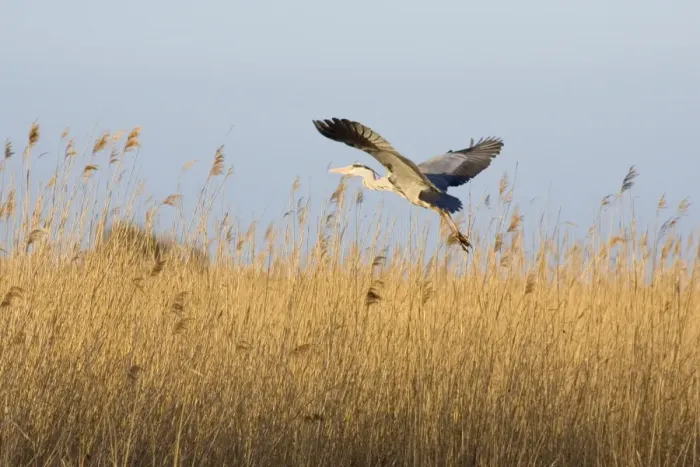 Framed Print : Grey Heron Taking flight over reedbeds Hickling Broad Norfolk UK Framed Print : Grey Heron Taking flight over reedbeds Hickling Broad Norfolk UK
