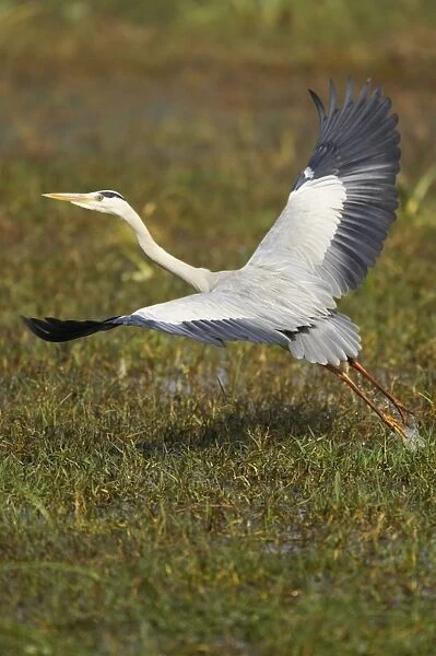 Grey Heron - taking off - Keoladeo Ghana National Park - Bharatpur - Rajasthan - India BI017942